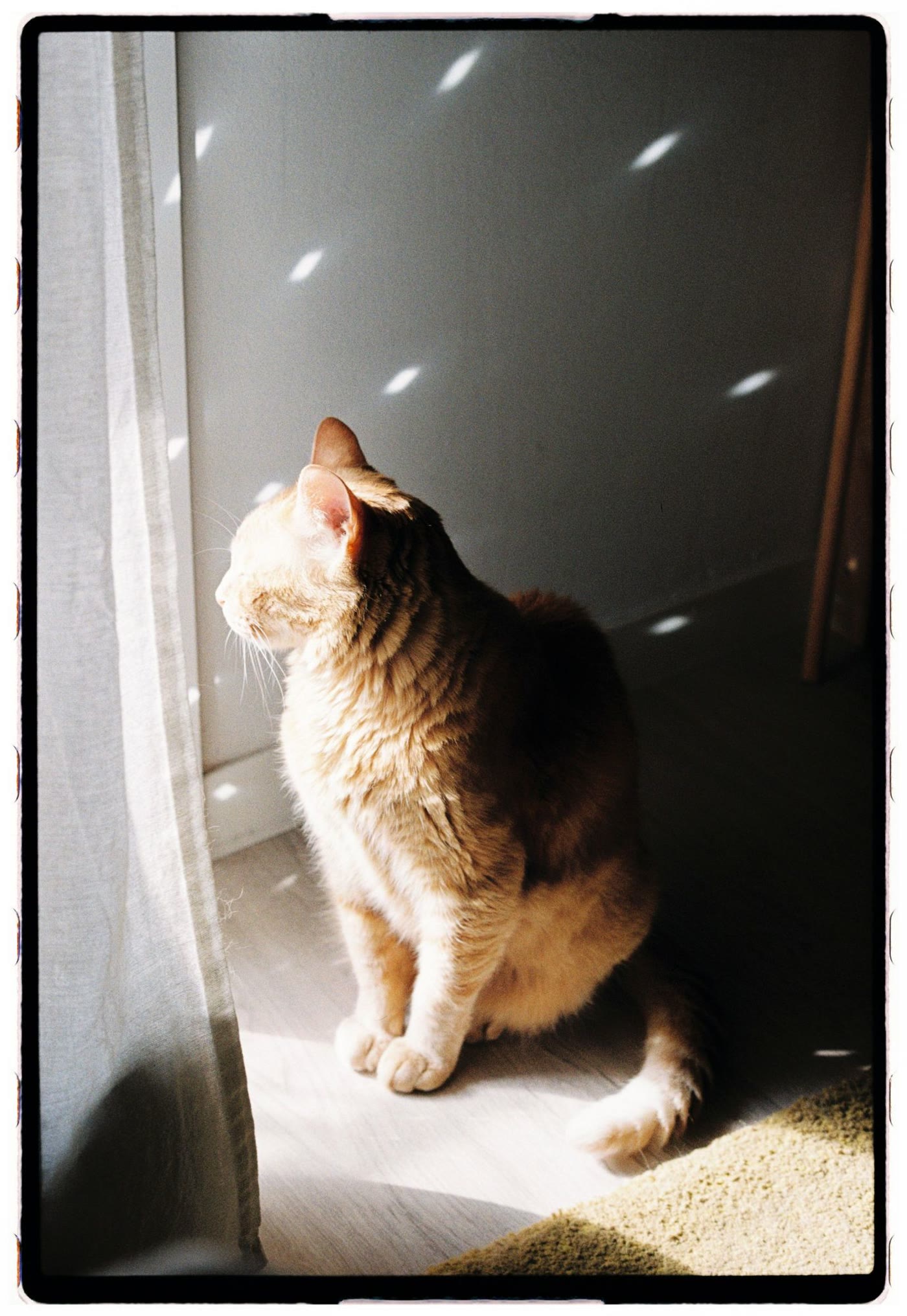 Ginger cat sitting by a window in warm sunlight, Dubai apartment