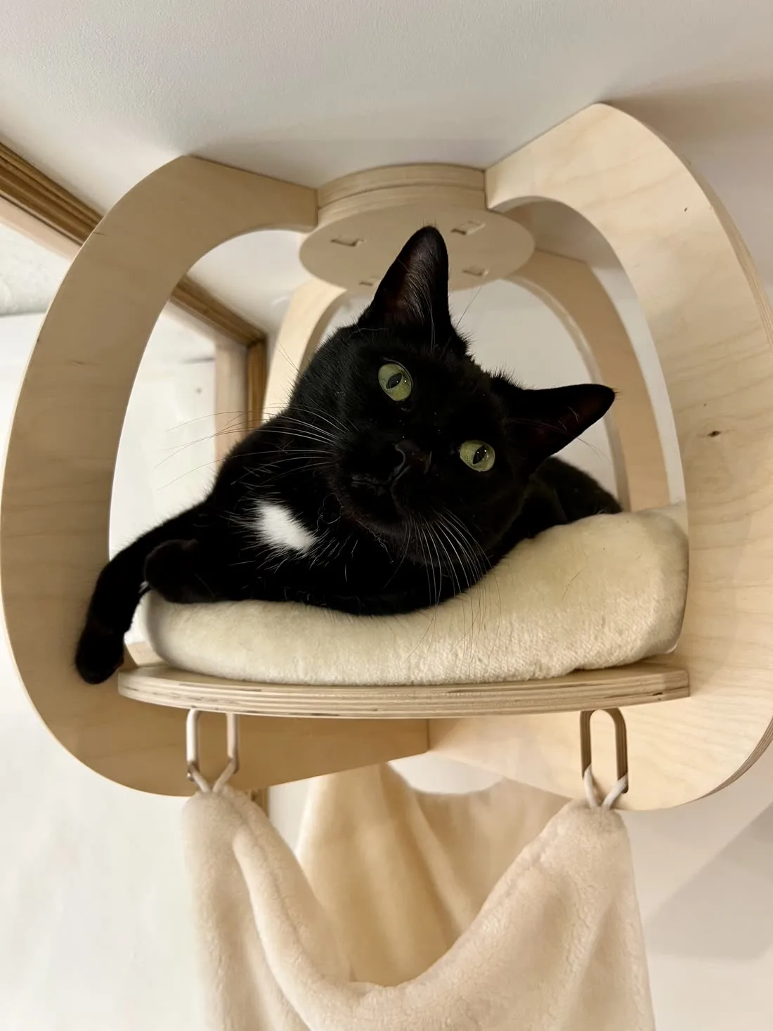 Pixel, my own cat, curled up in his wall-mounted perch