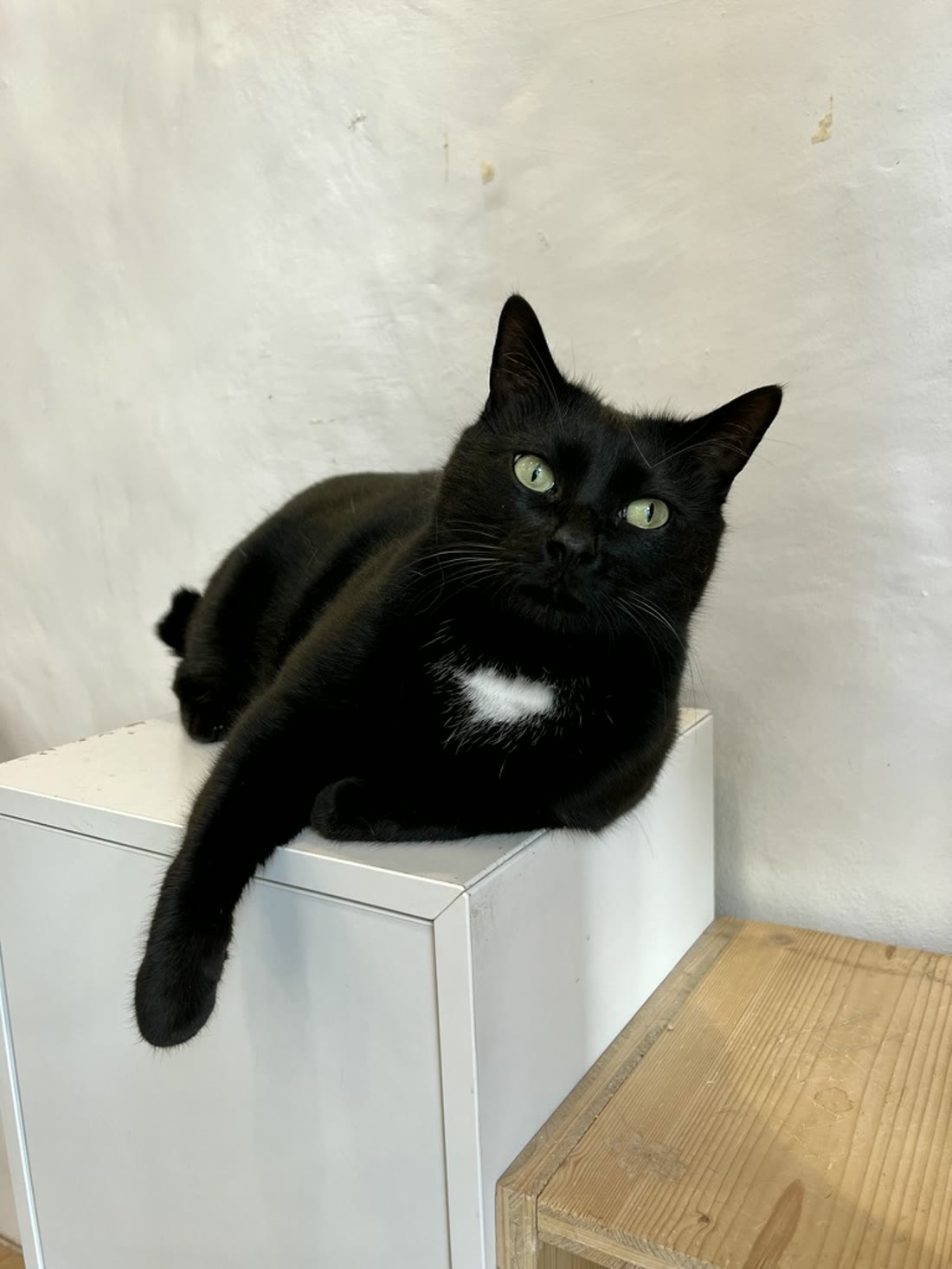 Pixel, a black cat with green eyes, lounging elegantly on a white cabinet