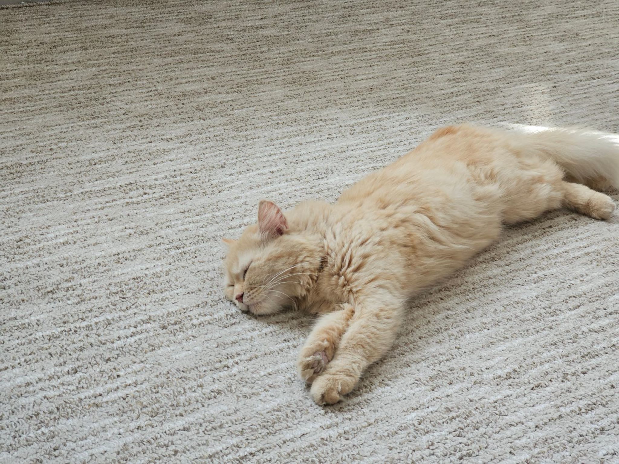 Cream cat sleeping peacefully on a soft carpet