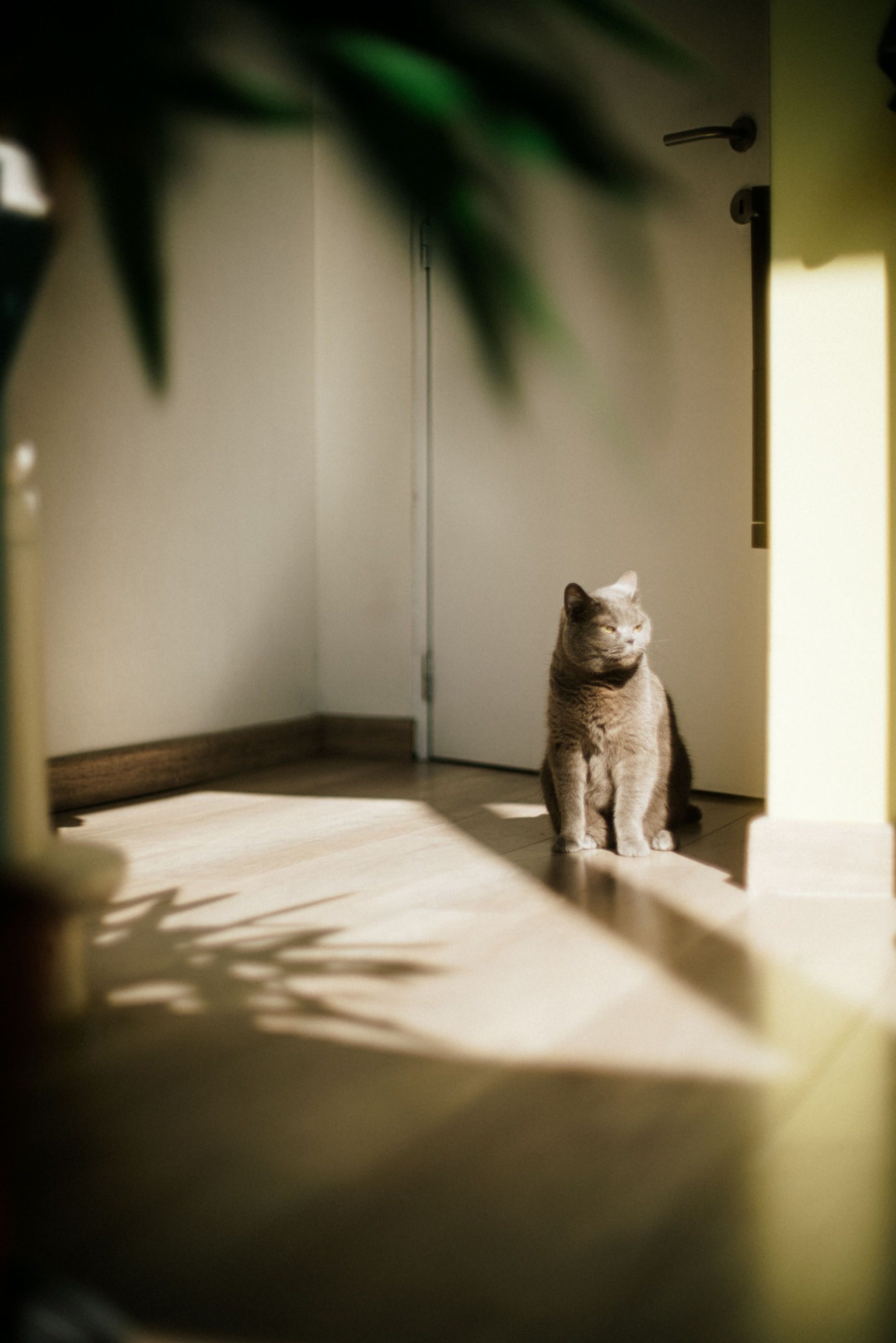 Grey cat sitting in warm sunlight streaming through a doorway, plant shadows on the floor